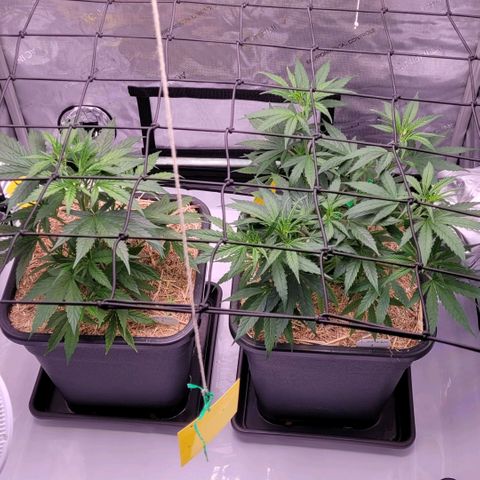 Cookies OG Kloni #1 growlog photo: Schon mal das Netz ein gespannt . 