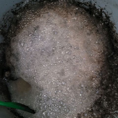 Cookies OG Kloni #1 growlog photo: Morgen ist es dann soweit und der Tee rinnt in die Töpfe. Tag 2 heute, Gärung !