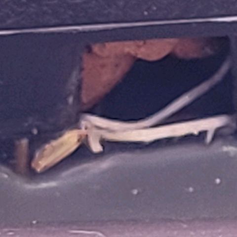 Cookies OG Kloni #1 growlog photo: Mittlerweile schießen aus allen Drain Öffnungen die Wurzeln