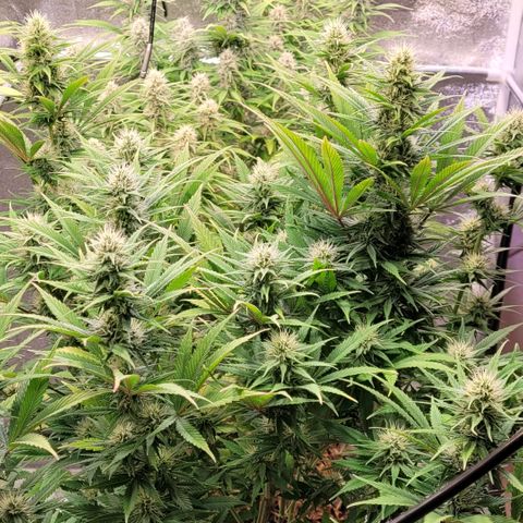 Pearli growlog timeline photo