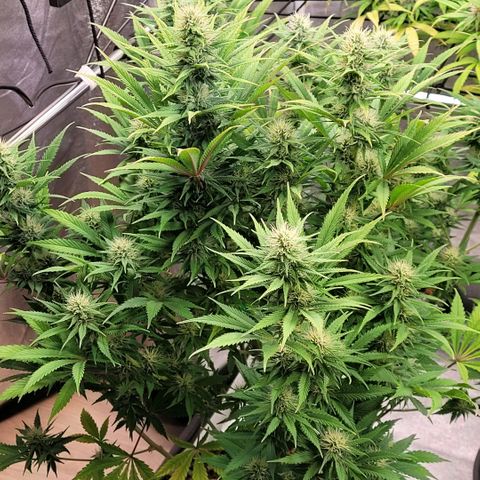 Pearli growlog timeline photo