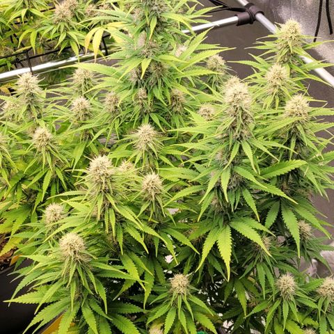 Berry growlog timeline photo