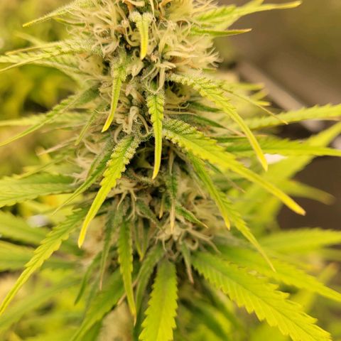 Berry growlog timeline photo