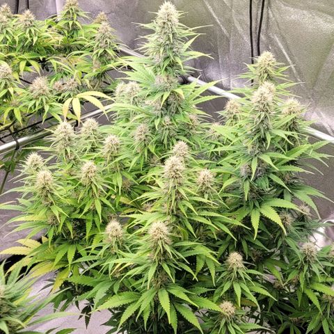 Berry growlog timeline photo