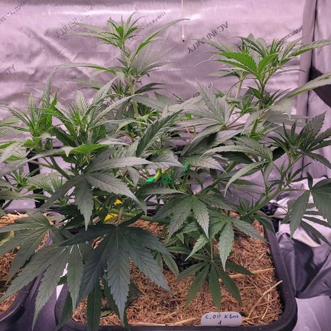Cookies OG Kloni #1 growlog timeline photo