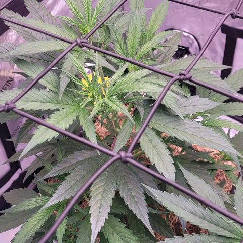 Cookies OG Kloni #2 growlog timeline photo
