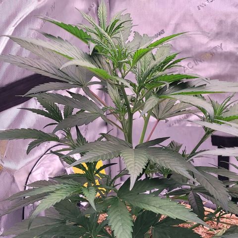Cookies OG Kloni #2 growlog timeline photo