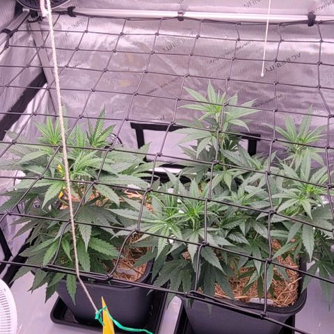 Cookies OG Kloni #1 growlog timeline photo