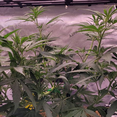 Cookies OG Kloni #1 growlog timeline photo