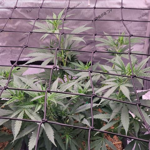 Cookies OG Kloni #1 growlog timeline photo