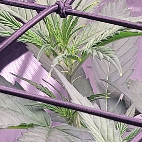 Cookies OG Kloni #2 growlog timeline photo