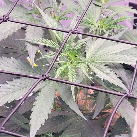 Cookies OG Kloni #2 growlog timeline photo