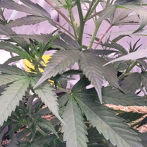Cookies OG Kloni #2 growlog timeline photo