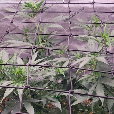 Cookies OG Kloni #1 growlog timeline photo