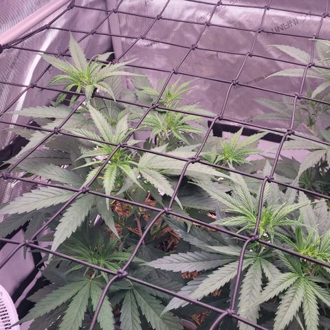 Cookies OG Kloni #2 growlog timeline photo
