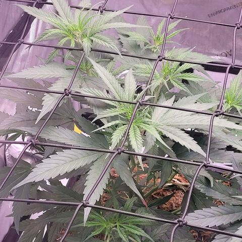 Cookies OG Kloni #2 growlog timeline photo