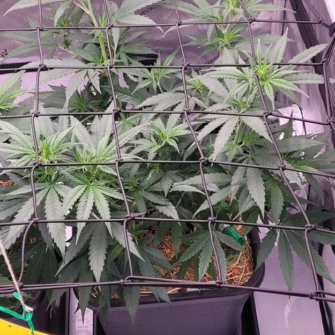 Cookies OG Kloni #1 growlog timeline photo