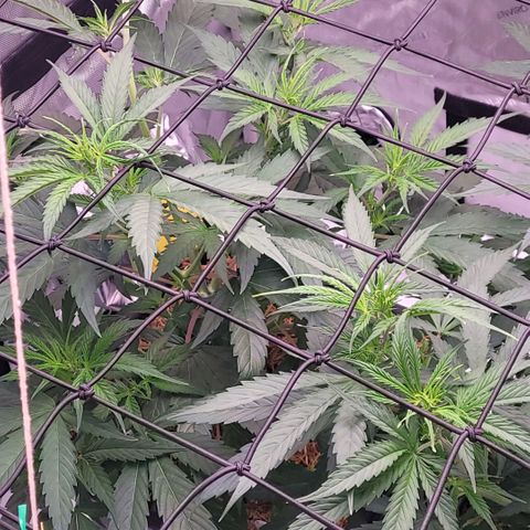 Cookies OG Kloni #1 growlog timeline photo