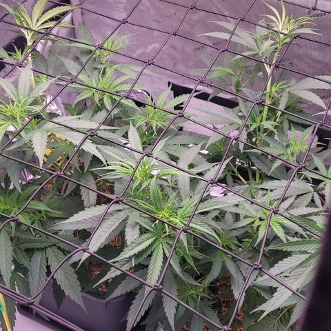 Cookies OG Kloni #1 growlog timeline photo