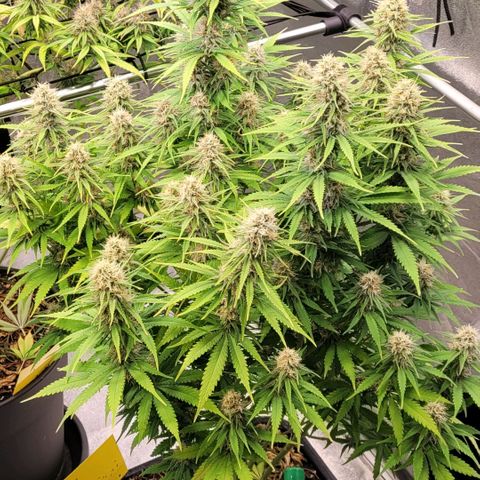 Berry growlog timeline photo