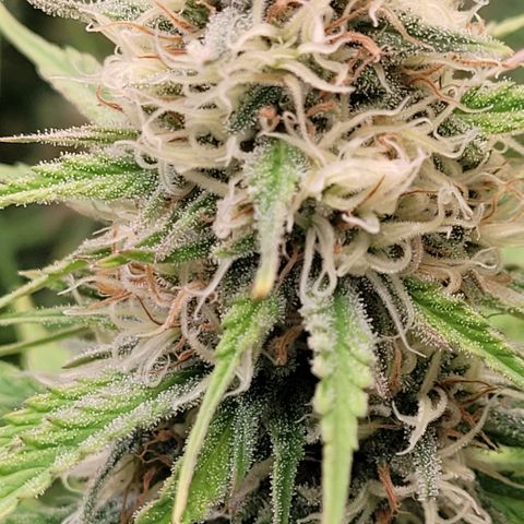 Berry growlog timeline photo