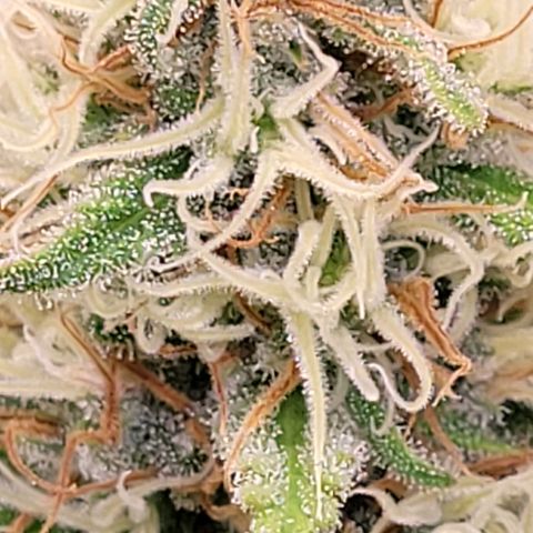 Berry growlog timeline photo