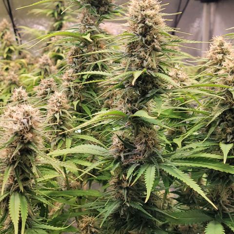 Berry growlog timeline photo