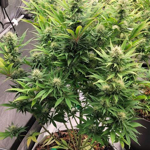 Pearli growlog timeline photo