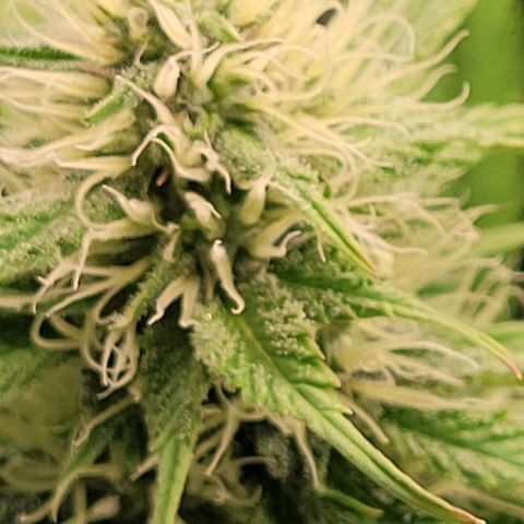 Pearli growlog timeline photo