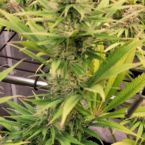 Pearli growlog timeline photo