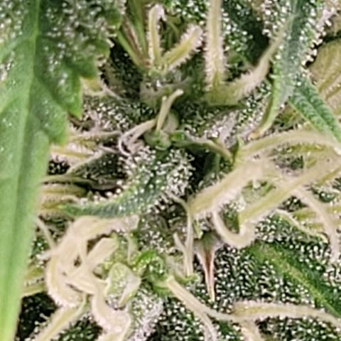 Pearli growlog timeline photo