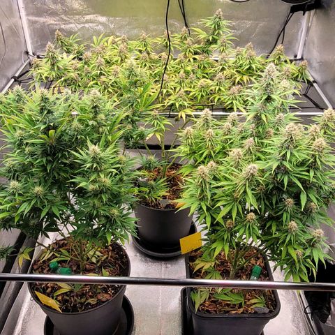 Berry growlog timeline photo