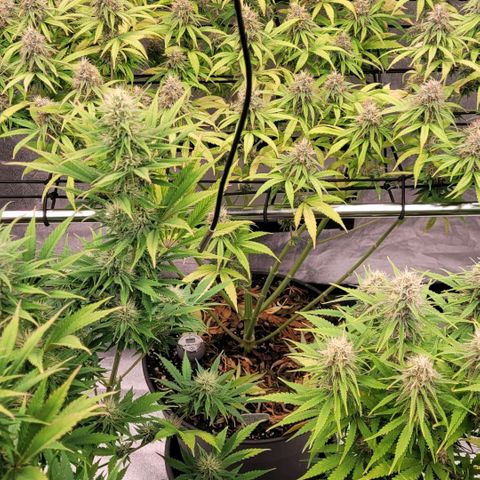 Berry growlog timeline photo