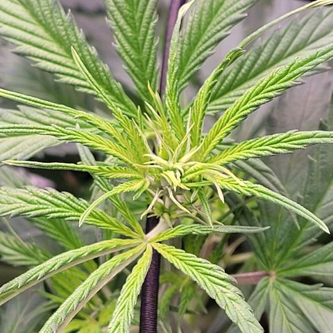 Cookies OG Kloni #1 growlog photo: Tag 1 Blüte