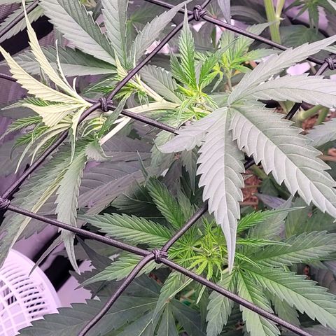 Cookies OG Kloni #2 growlog photo: Tag 1 Blüte