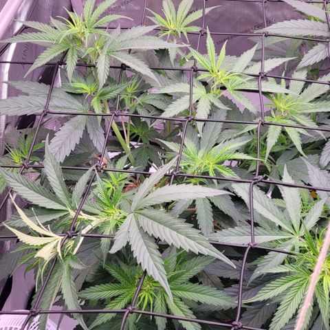 Cookies OG Kloni #2 growlog photo: Tag 1 Blüte