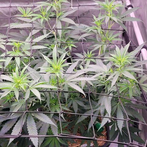 Cookies OG Kloni #1 growlog timeline photo