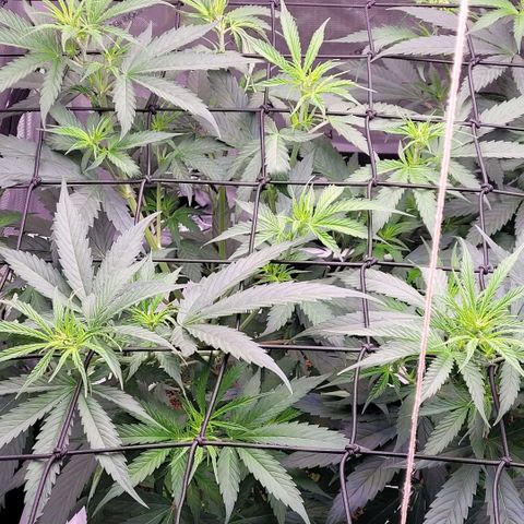 Cookies OG Kloni #2 growlog timeline photo