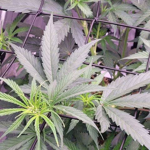 Cookies OG Kloni #2 growlog timeline photo