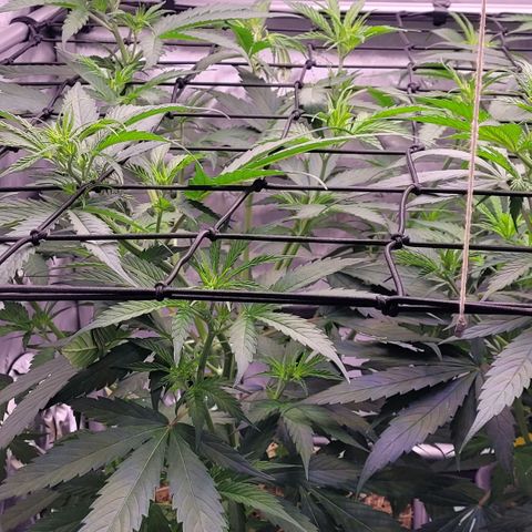 Cookies OG Kloni #2 growlog timeline photo