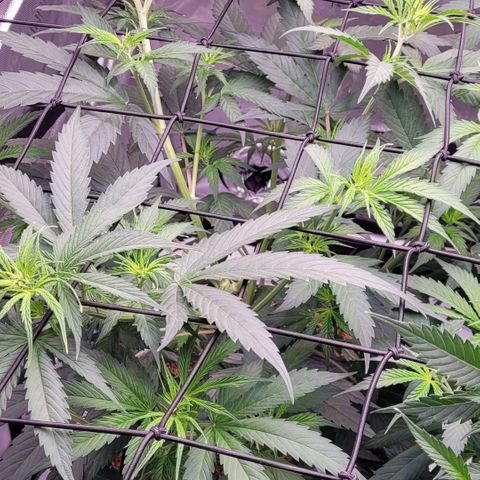 Cookies OG Kloni #2 growlog photo: Und wieder etwas ans Scrog verlegt