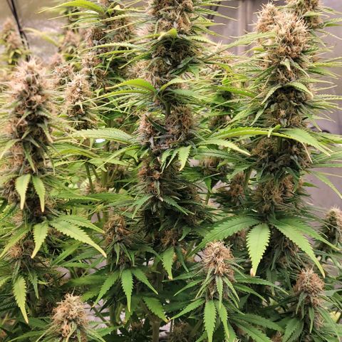 Berry growlog timeline photo