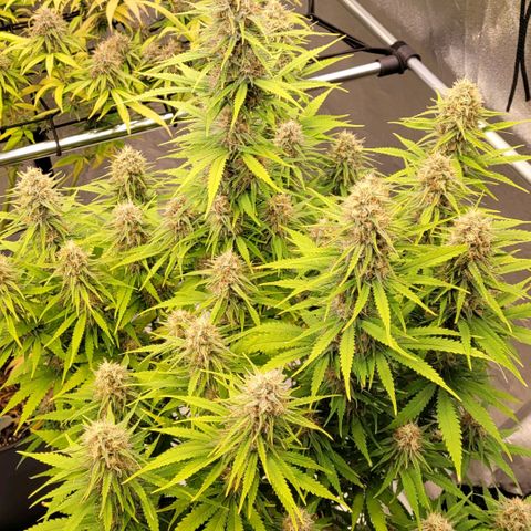 Berry growlog timeline photo