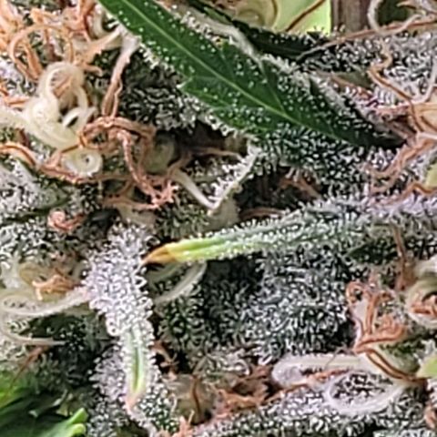 Berry growlog timeline photo