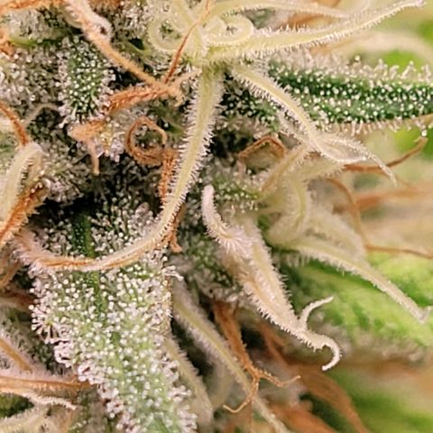 Berry growlog timeline photo