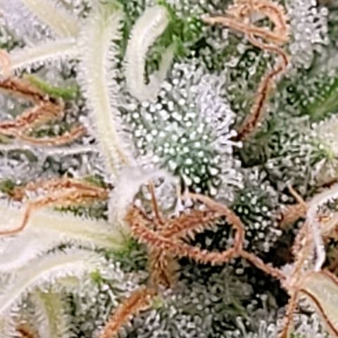 Berry growlog timeline photo