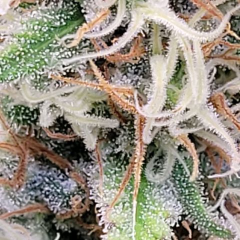 Berry growlog timeline photo