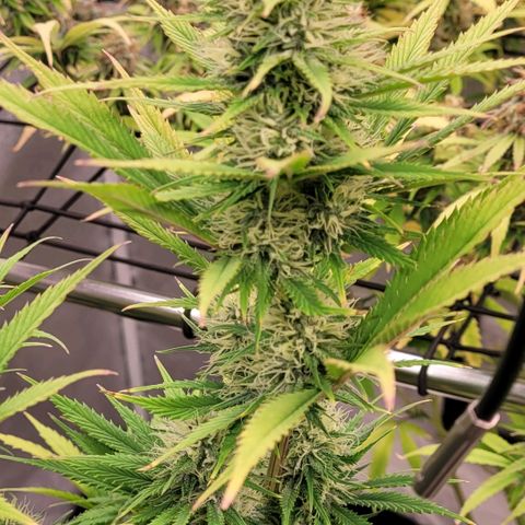 Pearli growlog timeline photo