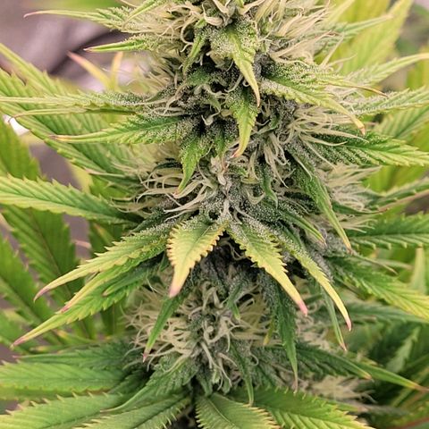 Pearli growlog timeline photo