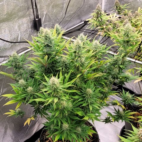 Pearli growlog timeline photo